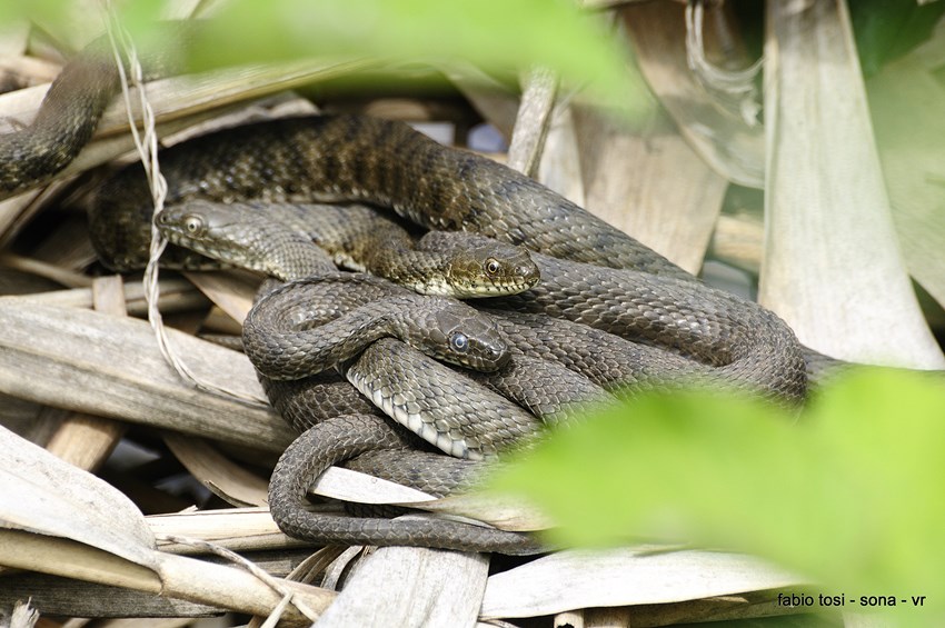 Natrix tessellata: famiglia allargata o famiglia stipata?